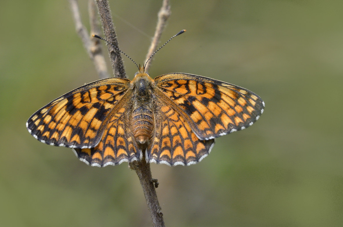 Farfalla da identificare